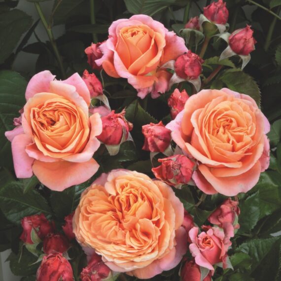 Róża  Wielkokwiatowa Mary Ann®