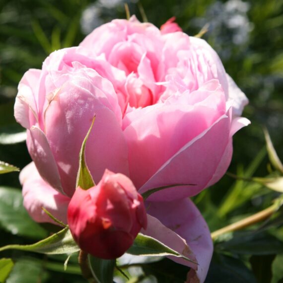 Róża Wielkokwiatowa Schönee Maid®