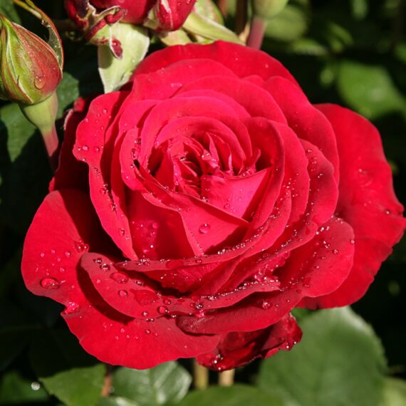 Róża Wielkokwiatowa Störtebeker®