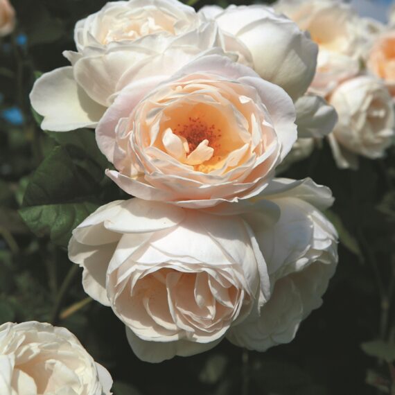 Róża Pnąca Uetersener Klosterrose®