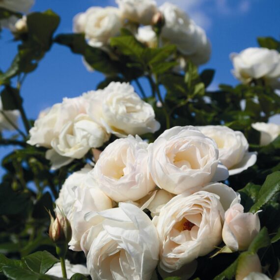 Róża Pnąca Uetersener Klosterrose®
