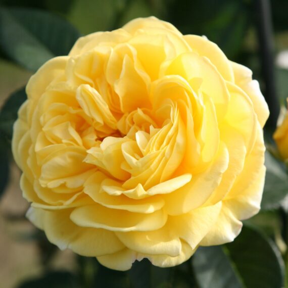 Róża Rabatowa Inka®