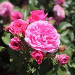 Róża Rabatowa Baronesse®