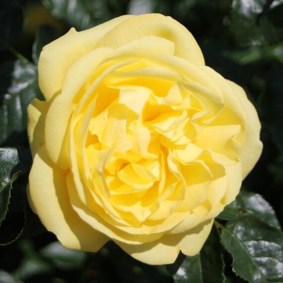 Róża Parkowa Emil Nolde Rose®