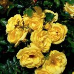Róża Parkowa Emil Nolde Rose®