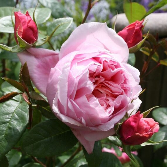 Róża Wielkokwiatowa Schönee Maid®