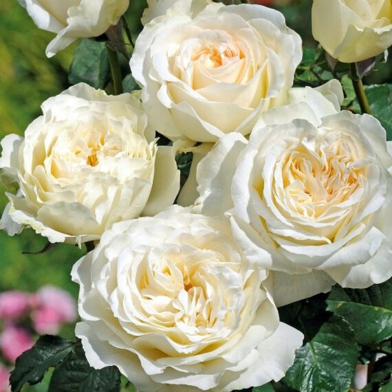Róża Wielkokwiatowa Irina®