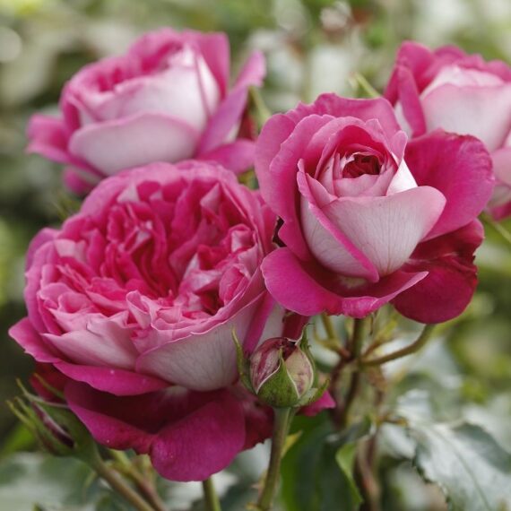 Róża Wielkokwiatowa Maxim®