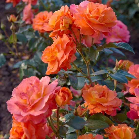 Róża Rabatowa Morning Sun®