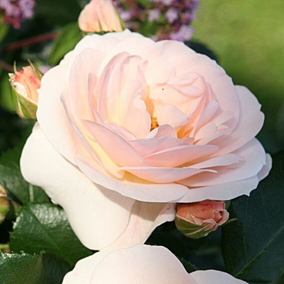 Róża Rabatowa Sirius®