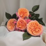 Róża  Wielkokwiatowa Mary Ann®