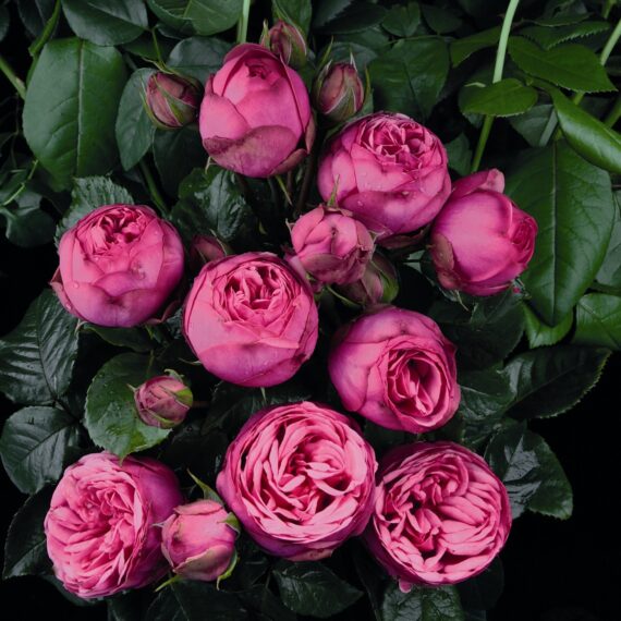 Róża Wielkokwiatowa Pink Piano®