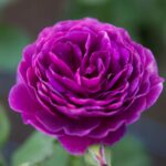 Róża Rabatowa Minerva®