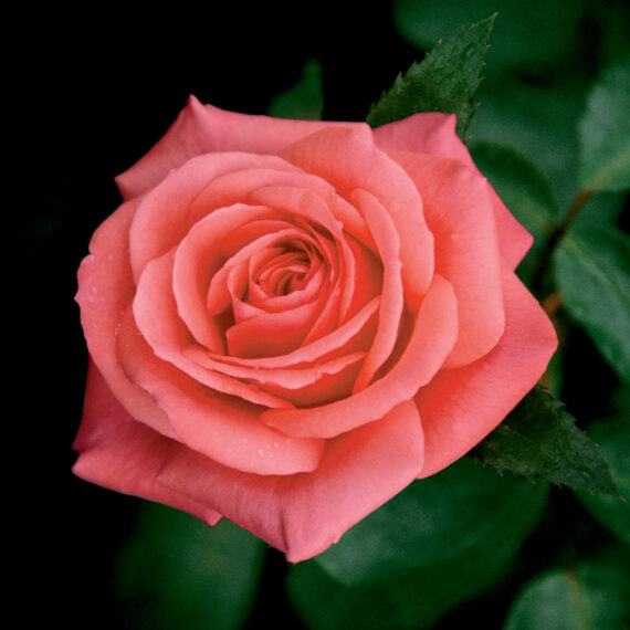 Róża Wielkokwiatowa Focus®