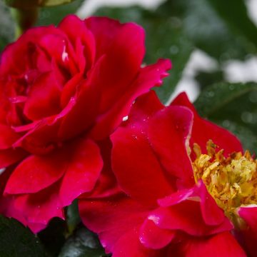 Róża Okrywowa Heidefeuer®