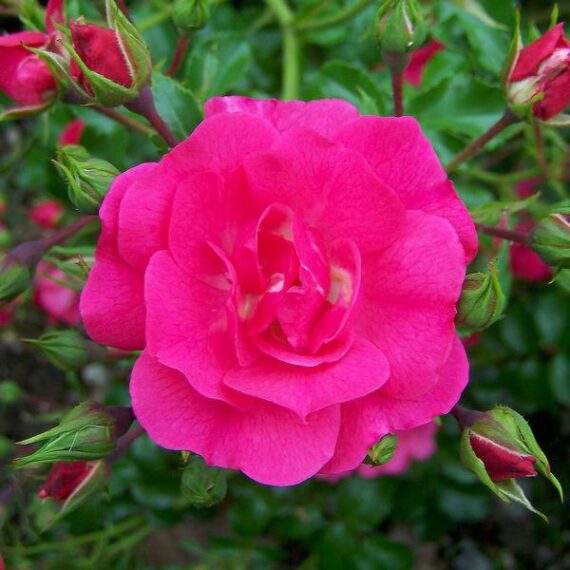Róża Pnąca Heidetraum®PLUS