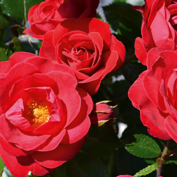 Róża Rabatowa Kopmpas®