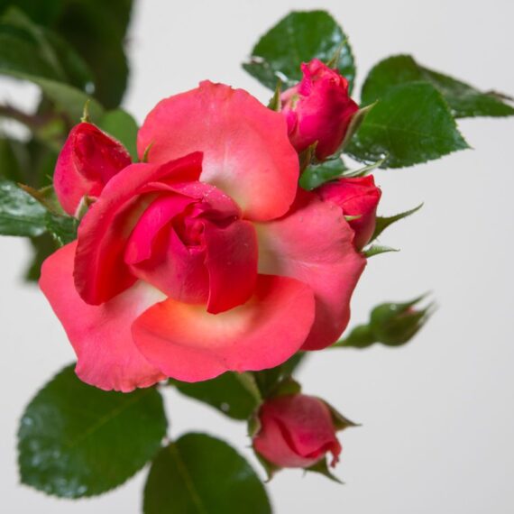 Róża Okrywowa Lichtblick®