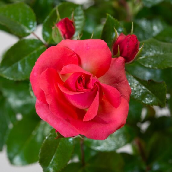 Róża Okrywowa Lichtblick®