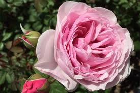 Róża Wielkokwiatowa Princesse Claire of Belgium®