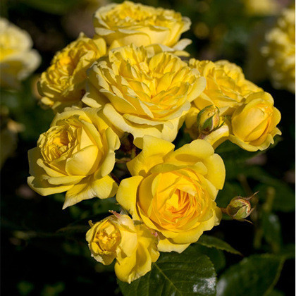Róża Pnąca Sommergold®