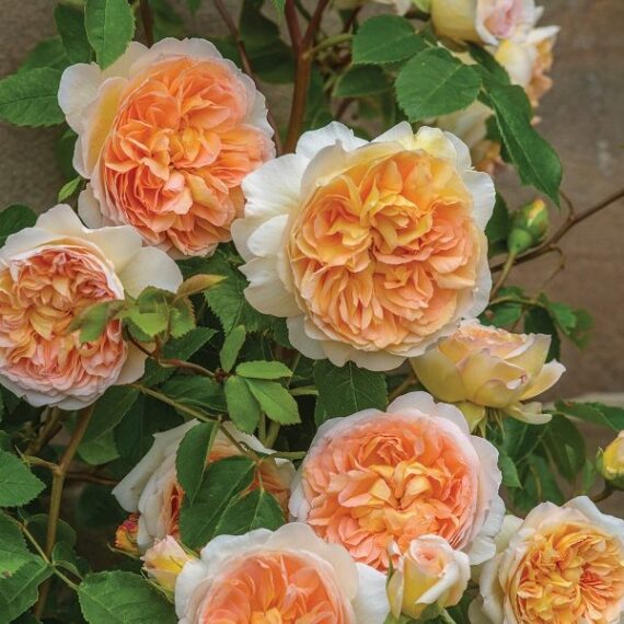 Róża Pnąca Bathsheba® (Auschimbley)