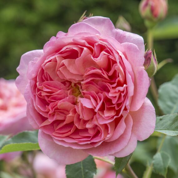 Róża Parkowa Boscobel®(Auscousin)