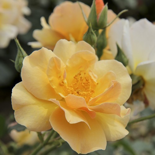 Róża Rabatowa Campina Gold®