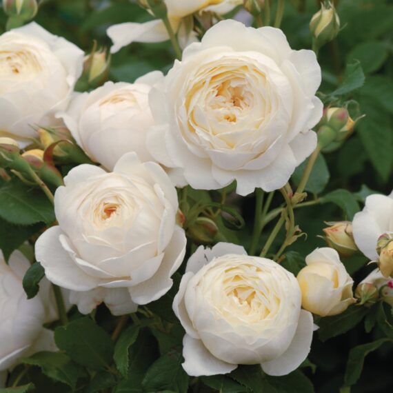 Róża Pnąca Claire Austin®(Ausprior)
