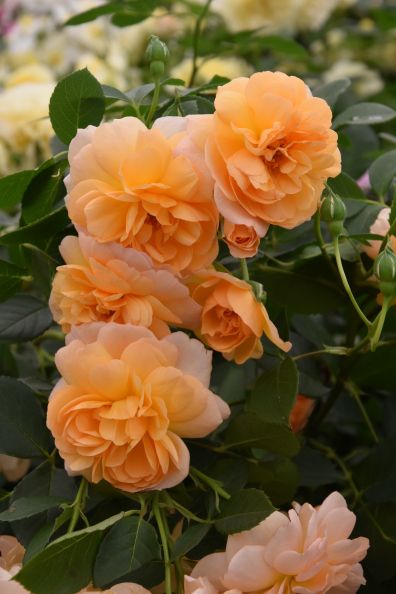 Róża Parkowa Dame Judi Dench®(Ausquaker)