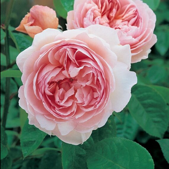 Most Fragrant English Roses - Gentle Hermione