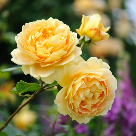 Róża Parkowa Golden Celebration®(Ausgold)