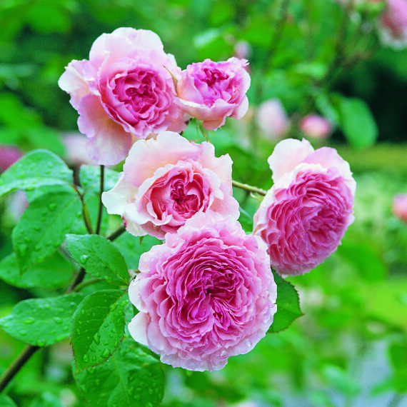 Róża Pnąca James Galway®(Auscrystal)