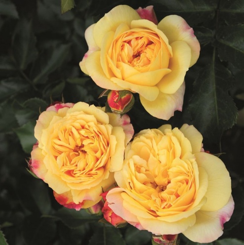 Róża Rabatowa Lampion ®