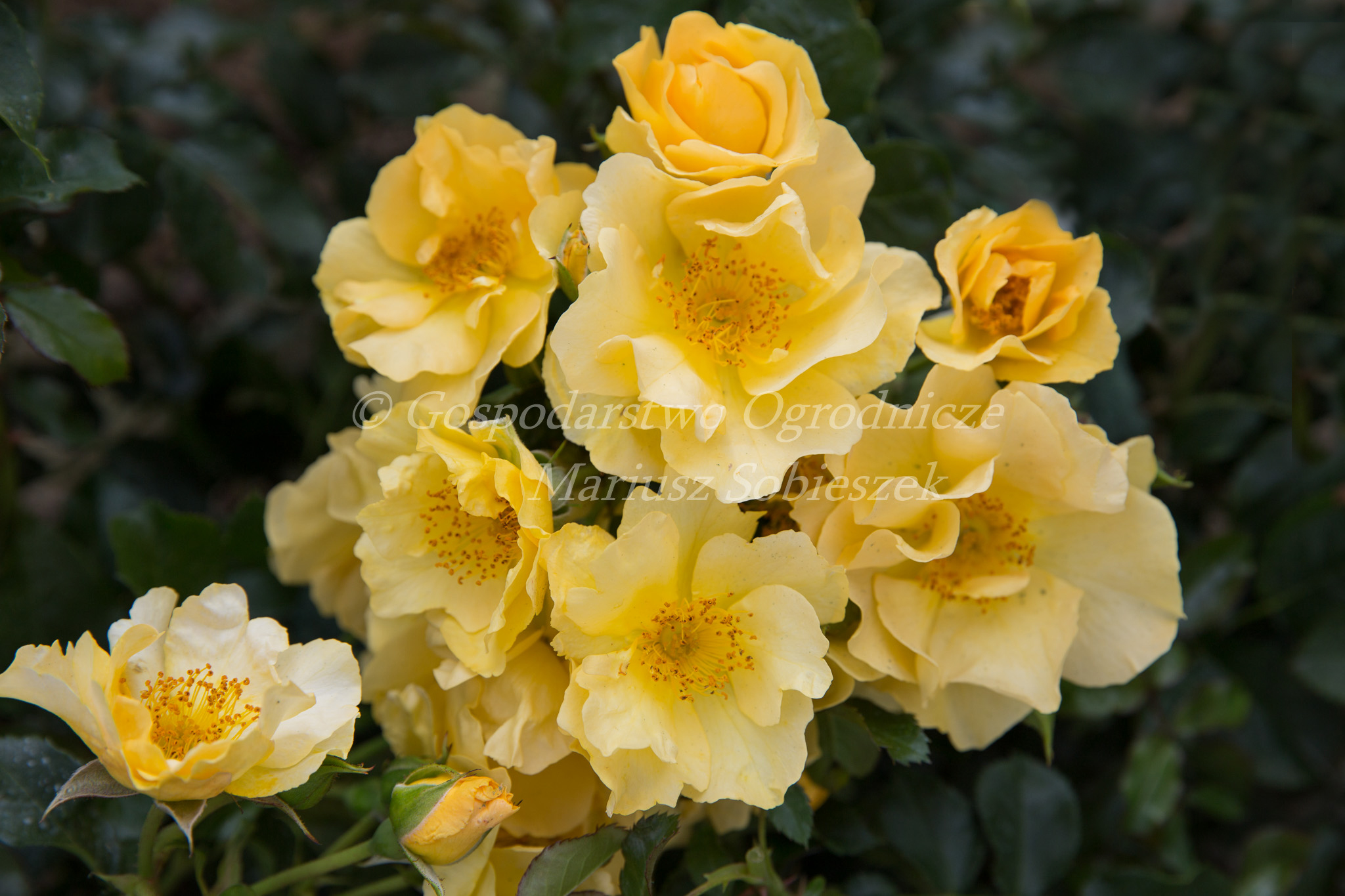 Róża Okrywowa Coloma® Róża Ogrodowa Sklep Sobieszek producent