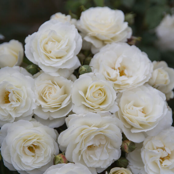 Róża Rabatowa Midsummersnow®