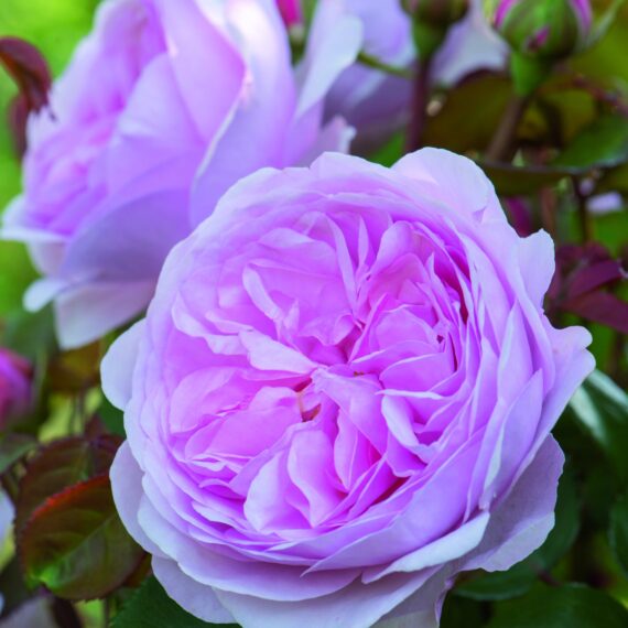 Róża Parkowa Olivia Rose®(Ausmixture)