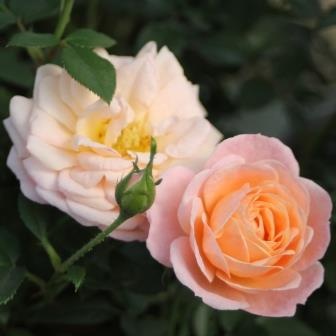 Róża Miniaturowa Peach Clementine®
