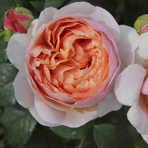 Róża Wielkokwiatowa Peter Paul Rubens®