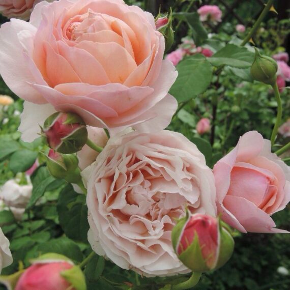 Róża Wielkokwiatowa Peter Paul Rubens®