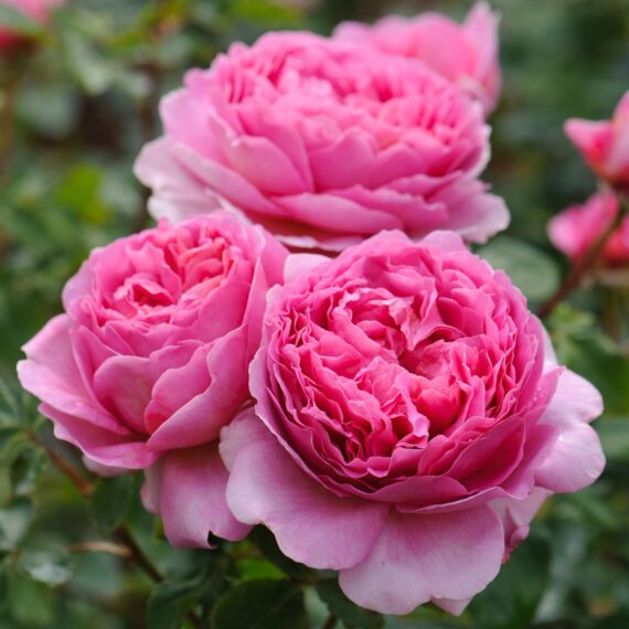 Róża Parkowa Princess Alexandra of Kent®(Ausmerchant)