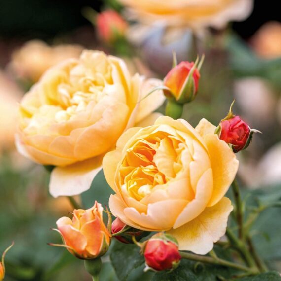 Róża Parkowa Roald Dahl®(Ausowlish)