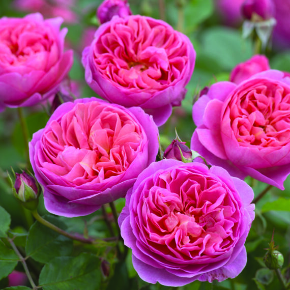 Róża Parkowa Boscobel®(Auscousin)