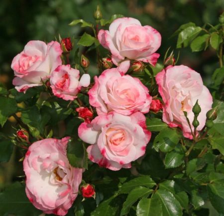 Róża Parkowa Rosenstadt Freising®