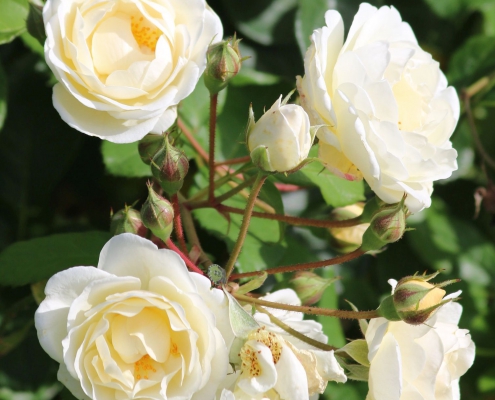 Róża Parkowa Taxandria ®