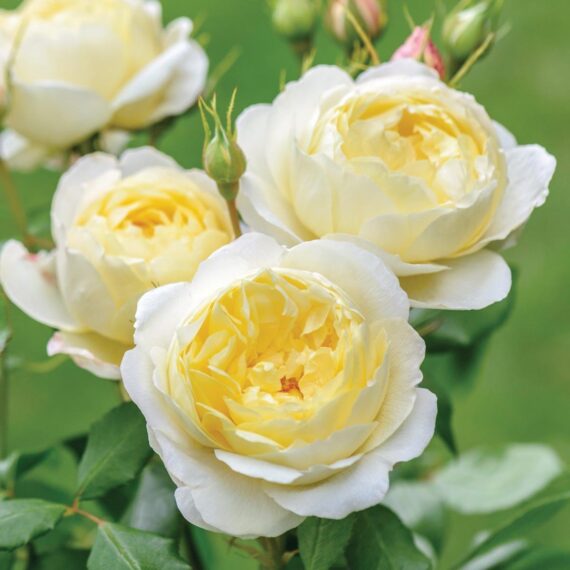 Róża Parkowa Vanessa Bell®(Auseasel)