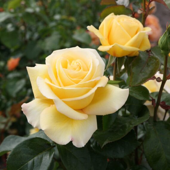 Róża Wielkokwiatowa Avec Amour®