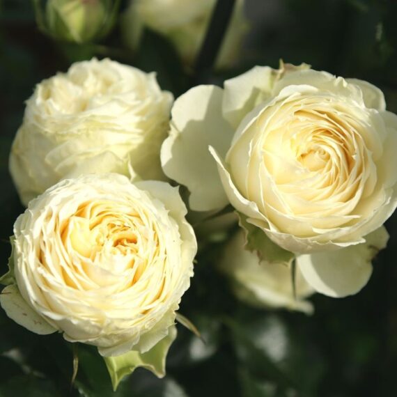 Róża Rabatowa Lemon Rokoko®