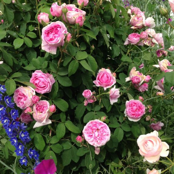 Róża Parkowa Comte de Chambord