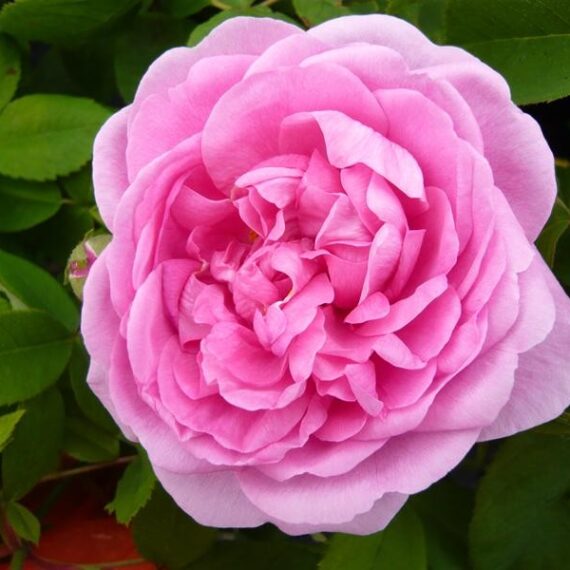 Róża Parkowa Comte de Chambord